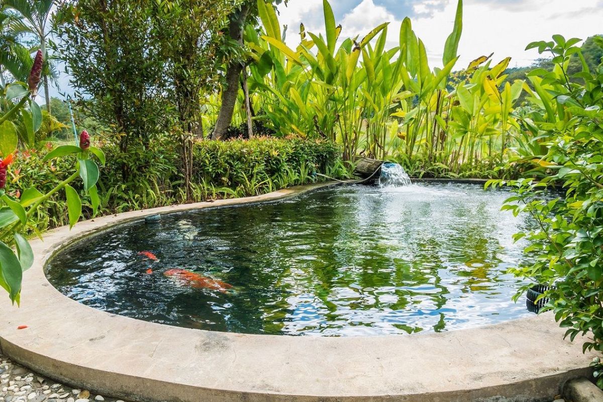 Comment réaliser un jardin aquatique chez soi ?